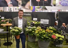 Frank van der Meer with HiBreeding, presenting a novelty hydrangea series named Reblooming. However bad a gardener one is, reblooming the next year is guarenteed.